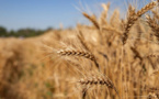 Céréales : De nouvelles variétés plus tolérantes à la sécheresse développés au Maroc