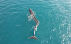 Un rorqual atteint d’une scoliose filmé au large de l’Espagne