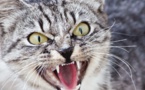 L’ailurophobie : quand la peur des chats devient un véritable cauchemar