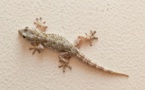 Astuces naturelles et efficaces pour en finir avec les lézards à la maison