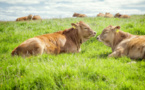 Les émissions de CO2 en Irlande  menacent d'abattoir 200 mille vaches