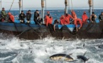 Accord de pêche Maroc-UE : D'autres partenariats existent