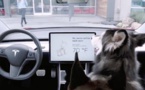 Tesla se soucie de vos chiens avec le "Dog Mode"