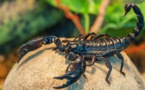 Au Maroc, face aux piqûres de scorpion, la prudence est de mise