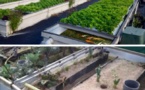 La sabloponie et l'aquaponie pour une meilleure économie d’eau en agriculture