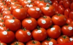 Qui veut la peau de la tomate made in Morocco !?