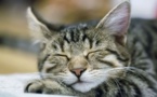 Nos animaux de compagnies font-ils des rêves ?