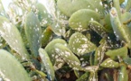 La Tunisie suit l'exemple du Maroc pour combattre la cochenille du cactus
