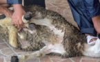 Aïd El Kebir : Attention aux ruades des moutons sur les testicules 