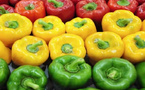 Le poivron marocain s’impose en Espagne