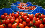 La saga des tomates hors de prix continue