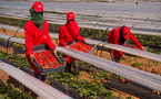 Huelva : 3.000 Marocaines pour la récolte des fraises