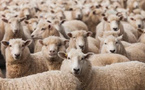 Les moutons australiens bientôt sur nos tables marocaines