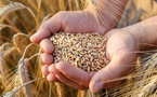 Céréales marocaines : l’Espagne multiplie ses importations par six