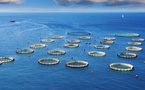 Un projet stratégique pour l’aquaculture marocaine