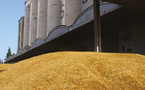 Sécheresse et dépendance : le Maroc mise sur le blé français