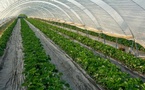 Le Maroc, leader émergent des cultures sous serre