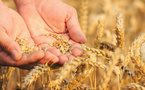 Le blé marocain fait son come-back : 2,9 millions de tonnes attendues