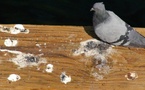 Fientes de pigeon ? Voici l’astuce naturelle qui sauve tes surfaces