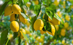 Le citron marocain revient piquer les marchés mondiaux