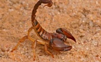 Maroc en alerte : serpents et scorpions sortent du silence !