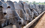 Maroc–Brésil : un pont bovin pour apaiser le marché de la viande rouge