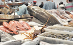 Inde 2026 : vitrine planétaire pour le poisson marocain