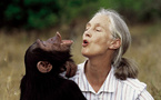 Jane Goodall : la voix des chimpanzés et des âmes sensibles