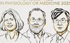 Nobel de médecine 2025 : 2 Américains et un Japonais pour leur travail sur l'immunité