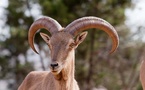 Le mouflon à manchettes refait surface dans le Haut Atlas Oriental