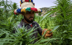 Cannabis : le maroc réduit de 85 % les surfaces illégales