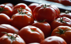 Tomates: le Maroc s’installe sur le podium mondial des exportateurs