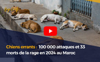 Chiens errants : 100 000 attaques et 33 morts de la rage en 2024 au Maroc