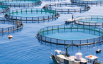 Aquaculture au Maroc : 1,76 MMDH Investis, 184 Projets Opérationnels et un Secteur en Quête de Maturité 