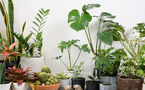 Plantes d’intérieur : comment arrêter le massacre et sauver vos feuilles ?