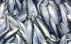 Sardines congelées : le Maroc bloque l’export dès le 1er février 2026