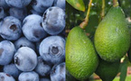 Maroc : quand l’avocat et la myrtille redéfinissent l’agriculture exportatrice