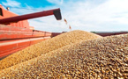 Blé américain : 61.700 tonnes importées par le Maroc en 2025