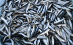 Exportation de sardines fraîches et congelées : un contrôle strict pour 12 mois