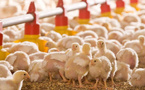 Aviculture au Maroc : la surproduction fait chuter les prix