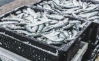 Ramadan : une offre exceptionnelle de sardines congelées à 13 dirhams pour contenir la flambée des prix
