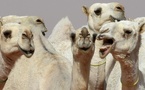 Chameaux au Botox : le désert en mode chirurgie esthétique