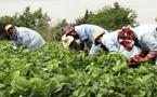Maroc : 40.000 jeunes du milieu rural vont être formés à l’agriculture