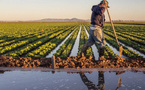 Agriculture : Une relance spectaculaire de 15% attendue en 2026