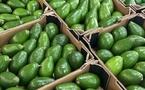 Avocat marocain : une campagne sous tension qui fragilise les exportations