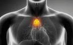 Le thymus, baromètre de longévité : moins de cancers, moins d’infarctus