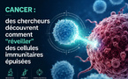 Cancer : des chercheurs découvrent comment “réveiller” des cellules immunitaires épuisées