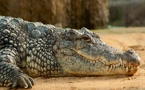 Le Maroc étudie la réintroduction du crocodile dans ses écosystèmes du Sud