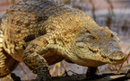Le Maroc prépare la réintroduction du crocodile du Nil