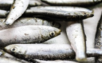 Des sardines rappelées dans toute la France après la détection d’un taux élevé d’histamine